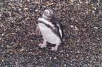 tierra del fuego - pinguins - 